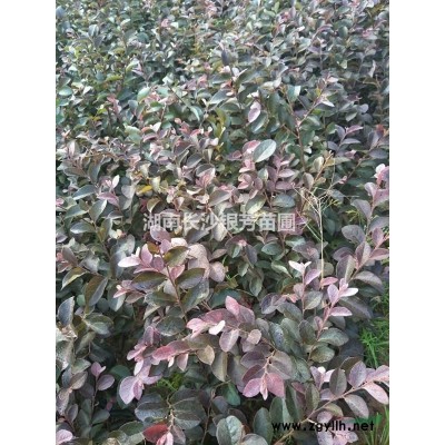 红叶石楠球，  红叶石楠球80-100-120-150公分