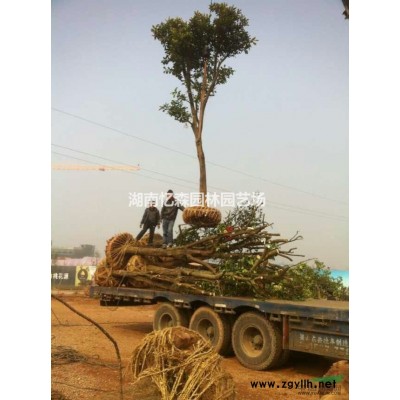 2-8cm红叶石楠、全冠红叶石楠、红叶石楠价格