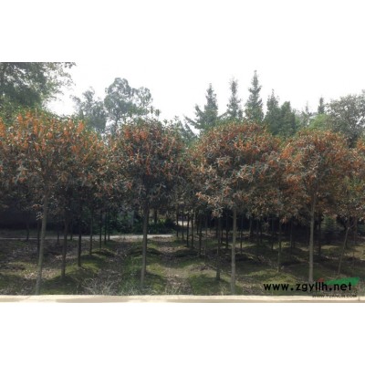 供应6到10公分红叶石楠树，自有苗木大田移植苗