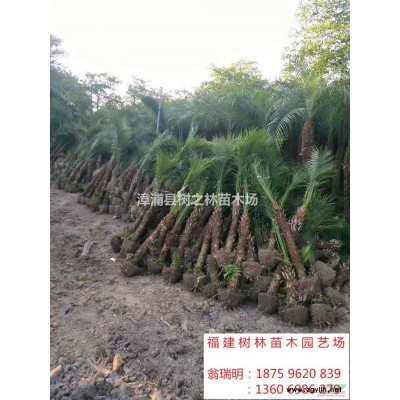 福建红叶石楠2介绍/特征/用途