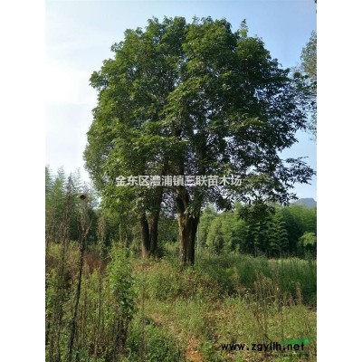 浙江金华红叶石楠球 质量优质