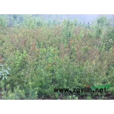 河南红叶石楠色块苗信息