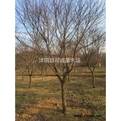 红叶石楠球在园林绿化中的重要性 批发各种规格红也是拿球