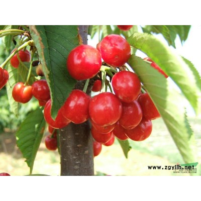 红叶石楠4*新价格/红叶石楠4报价