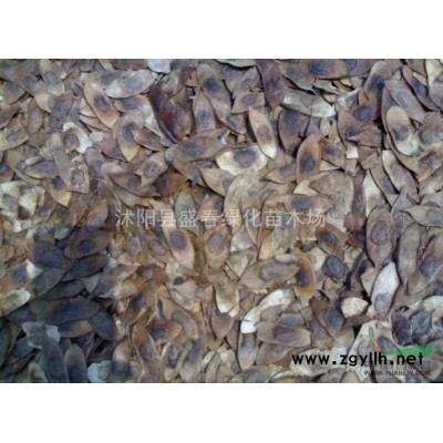 批发彩色树种红叶石楠球 红叶石楠小苗工程苗