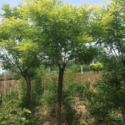 江苏红叶石楠球介绍