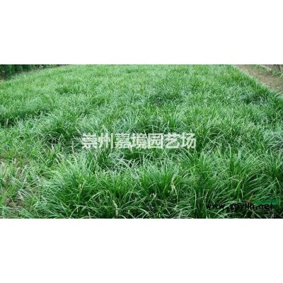 成都郫县温江崇州长期低价供应红叶石楠球等乔灌木