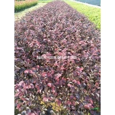 女贞  金森女贞  小苗种子 郴州小苗基地