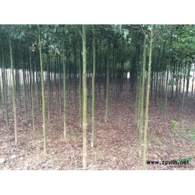 红叶石楠2至4公分1.2米以上分支5000棵