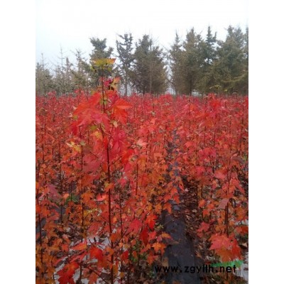 江苏邳州大规模供应红叶石楠球/红叶石楠树/红叶石楠价格