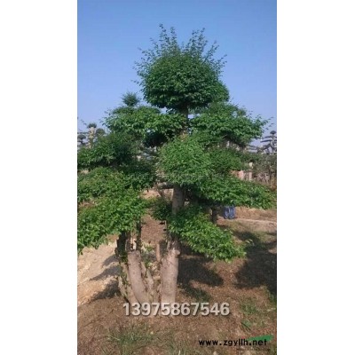 湖南红叶石楠球信息图2