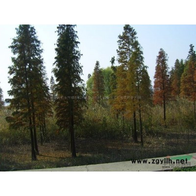 浙江红叶石楠树