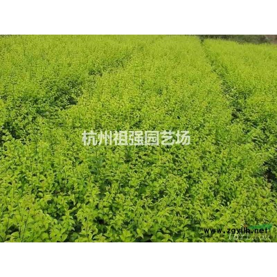 红叶石楠球，精品