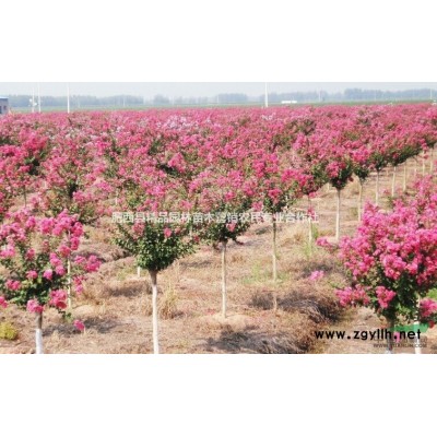 安徽优质红叶石楠，红叶石楠毛球批发，*便宜红叶石楠价格