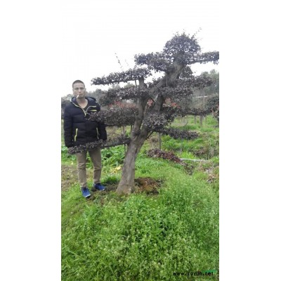 湖南红叶石楠球信息