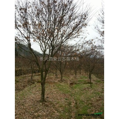 浙江，湖州长兴，优质红叶石楠供应