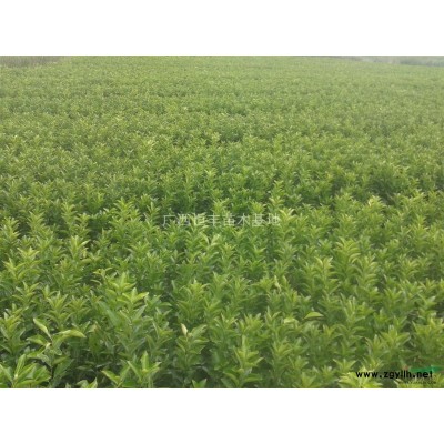 红叶石楠供应/红叶石楠图片