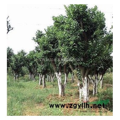 2014年红叶石楠小苗*新价格公布