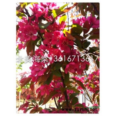 红叶石楠（小杯苗）0.67元图2