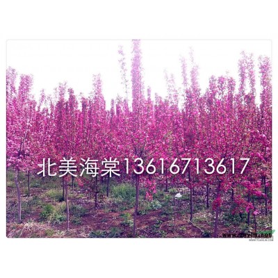 红叶石楠（小杯苗）0.67元图3