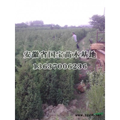 红叶石楠小苗基地图片\红叶石楠小苗基地报价图2