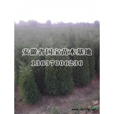 红叶石楠小苗基地图片\红叶石楠小苗基地报价图3