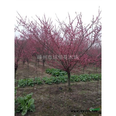 常年供应红叶石楠