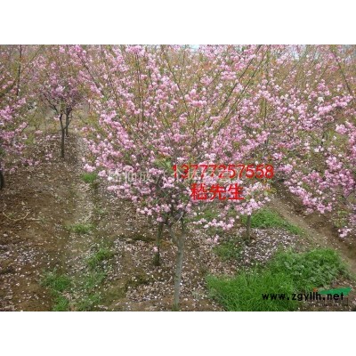 红叶石楠，独杆红叶石楠，红叶石楠价格，红叶石楠供应