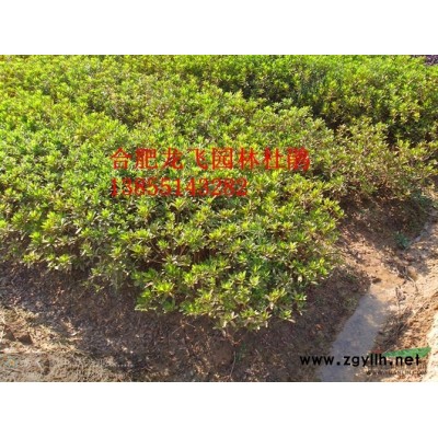 （供应）安徽冬青球 中华石楠 肥西红叶石楠报价 三岗石楠基地