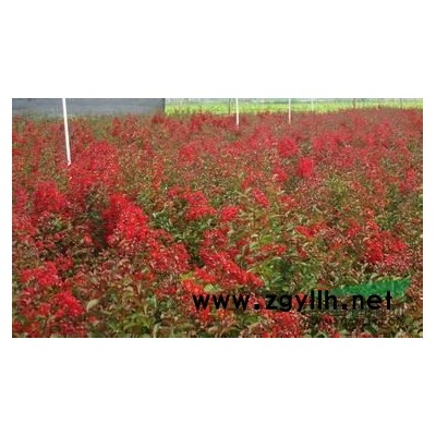 红叶石楠小苗2-10cm低价热销中价格面议。
