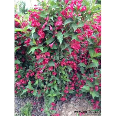 *低价海桐球.红叶石楠球.黄杨球.火棘球.洒金柏球