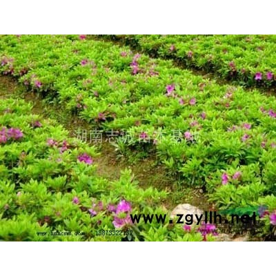 法国冬青小苗，法国冬青树，日本珊瑚树，湖南法国冬青价格