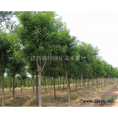 红叶石楠供应商、红叶石楠苗价格