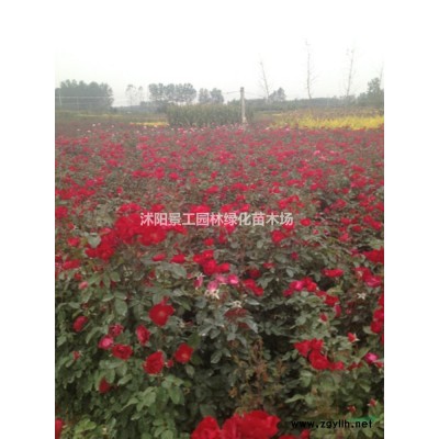 2021年江苏法国冬青价格 江苏法青基地直销 法国冬青批量供应