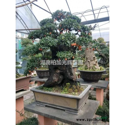 冬青柱子,法国冬青柱子,湖南冬青柱,造型冬青,冬青柱子出售