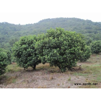 红叶石楠扦插苗