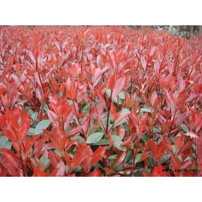 红叶石楠工程苗、红叶石楠高杆、红叶石楠球