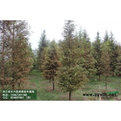 2.5米冠红叶石楠