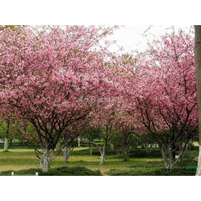 红叶石楠 红叶石楠球基地直供 规格* 价格优惠