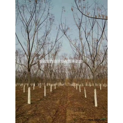 安徽红叶石楠柱3批发/供应