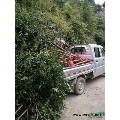 红叶石楠冠幅80-100毛球上车价30