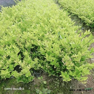 金森女贞地被杯苗