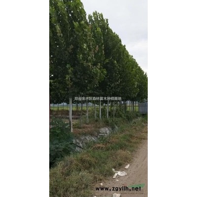 河南地区供应红叶石楠，金森女贞，瓜子黄杨，南天竹等工程色块苗