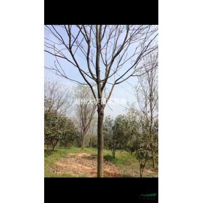 湖州供应10-20公分红叶石楠