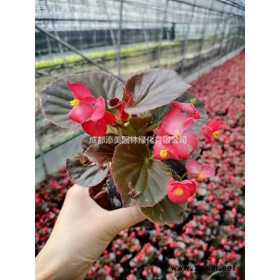 25-35公分金森女贞杯苗 35-40公分金森女贞基地批发苗