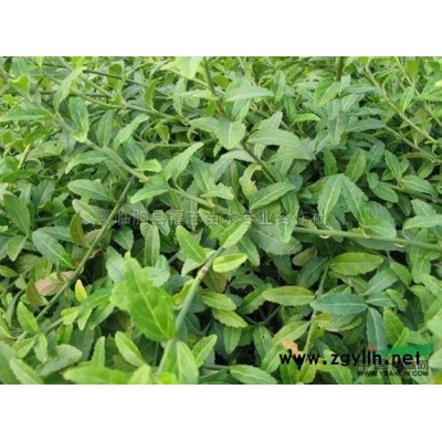 山东红叶石楠价格/红叶石楠图片