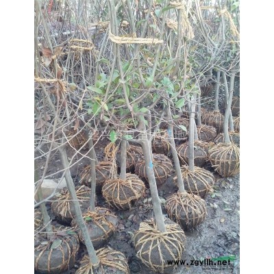 1.5到2米的精品红叶石楠球