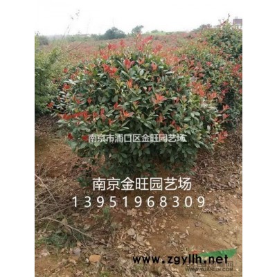 哪里红叶石楠小苗批发，产地在哪里