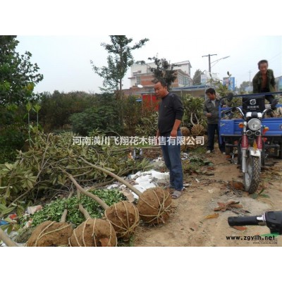 供应：丁香，红叶石楠球.火棘球