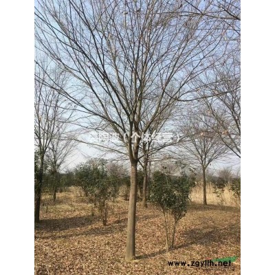 浙江地区大量供应红叶石楠柱